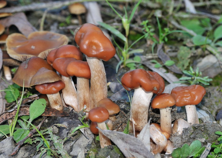 Galerina? (cfr. Hypholoma ericaeum)